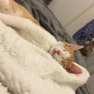 Meet your Posher, Mallory